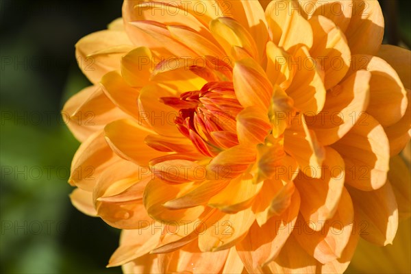 The blossom of a Dahlia 'Rancho'