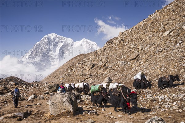 Laden yaks on the way to Everest Base Camp