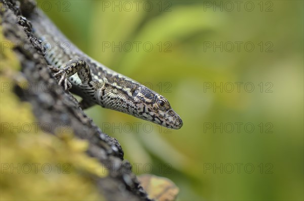 Wall Lizard (Podarcis muralis maculiventris)
