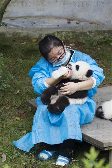 Giant Panda (Ailuropoda melanoleuca) baby