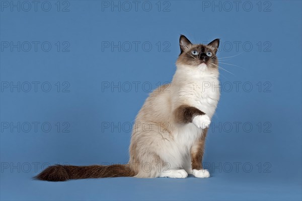 Ragdoll