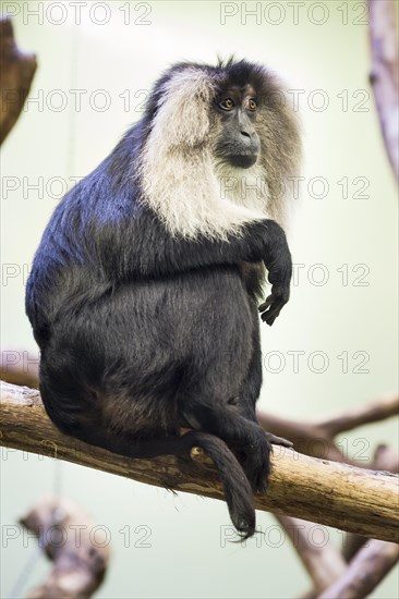Lion-tailed Macaque or Wanderoo (Macaca silenus)