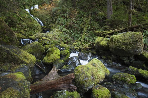 Bunch Creek Falls at the Quinault Lake