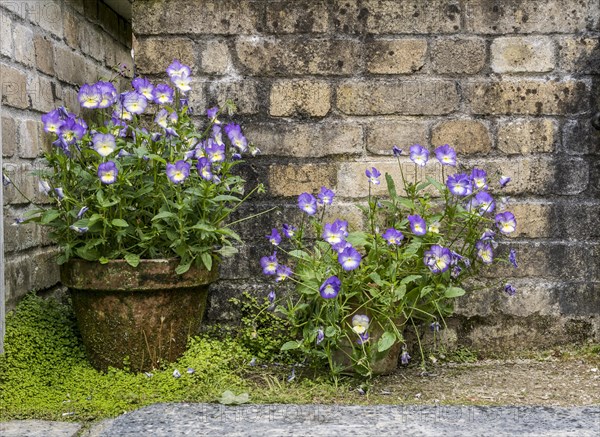 Garden detail in the Lost Gardens of Heligan
