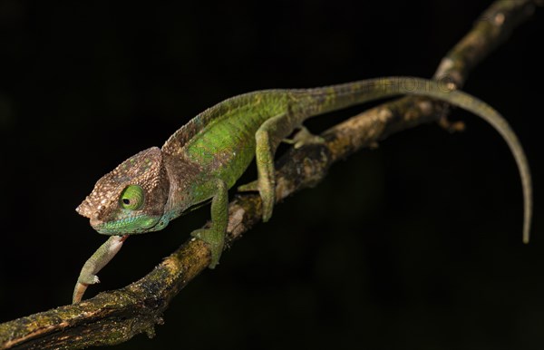 O'Shaughnessy's chameleon (Calumma oshaughnessyi)