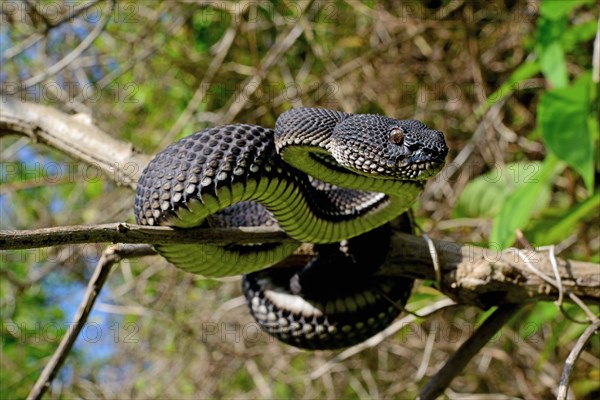 Mangrove pit viper (Trimeresurus purpureomaculatus) climbing in tree