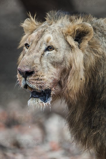 Asiatic lion (Panthera leo persica)