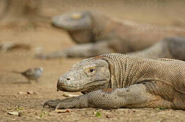 Komodo Dragons (Varanus komodoensis)