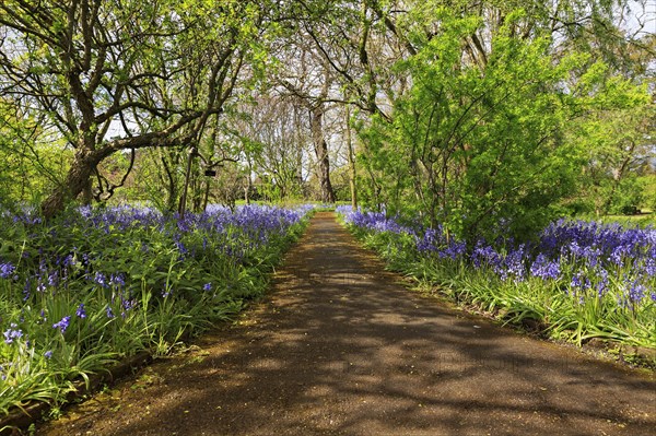 Bluebells (Hyacinthoides non-scripta) flowering along a footpath