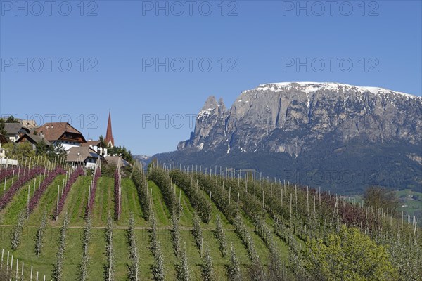 Orchard near Unterinn on the Ritten Renon with Schlern massif