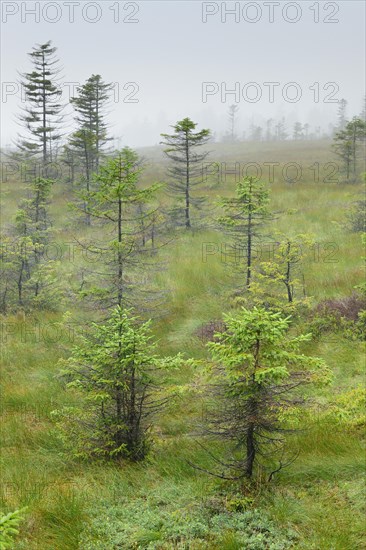 Bodebruch Moor