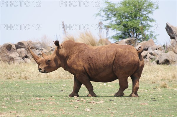 White Rhinoceros (Ceratotherium simum)