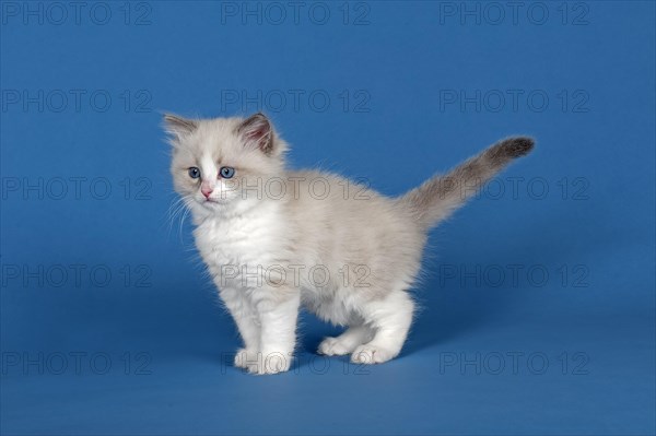 Ragdoll cat