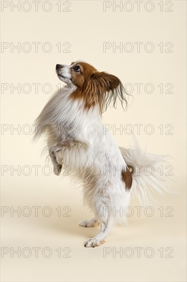 Papillon dog