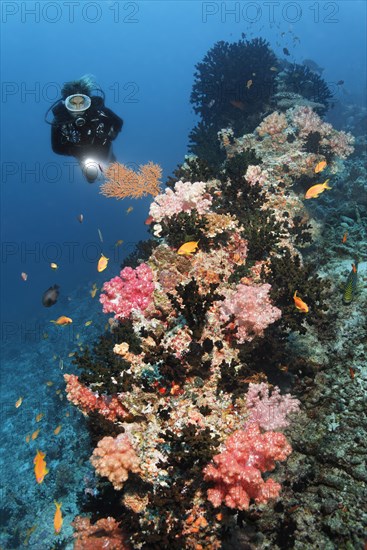 Divers looking at coral reef with Dendronephthya klunzingeri soft coral (Dendronephthya klunzingeri) on coral reef