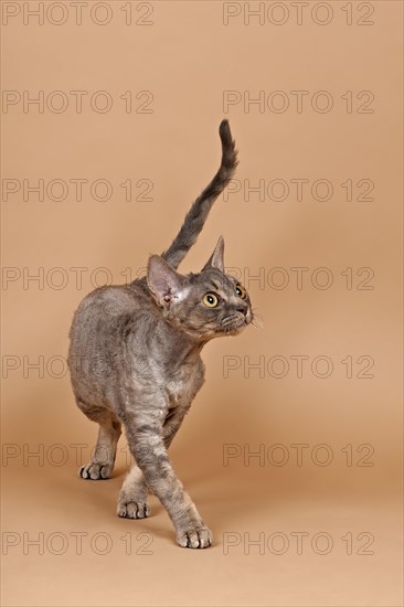 Purebred Devon Rex cat
