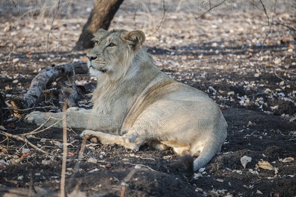 Asiatic lion (Panthera leo persica)