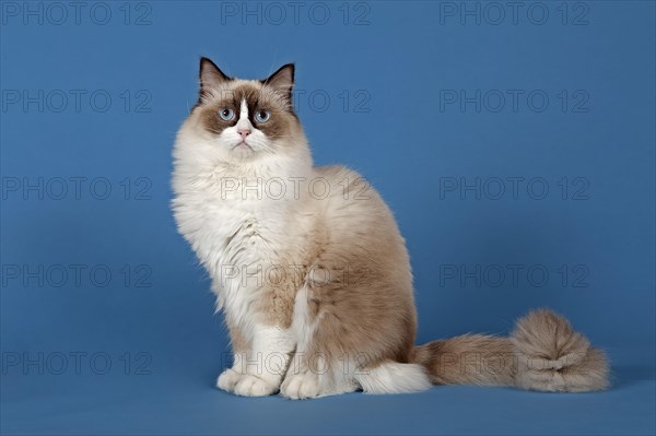 Ragdoll