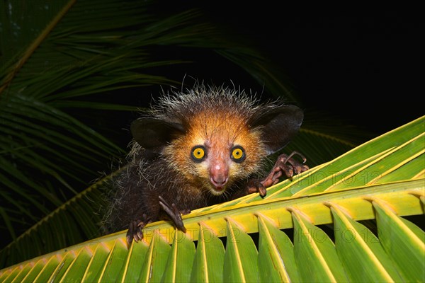 Aye-Aye (Daubentonia madagascariensis) on a palm frond