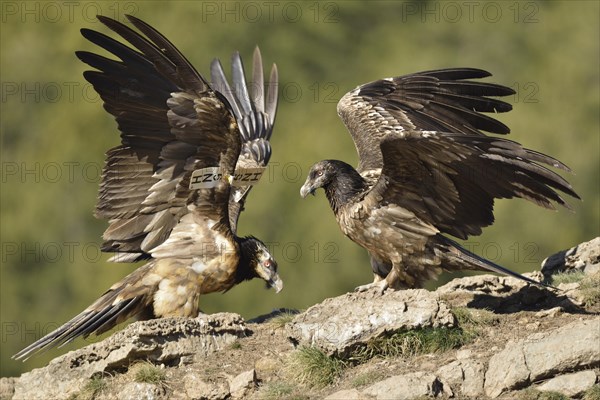 Two young Lammergeiers or Bearded Vultures (Gypaetus barbatus)