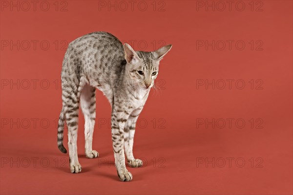Oriental Shorthair cat