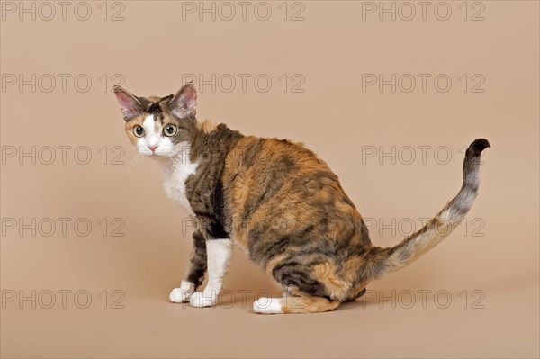 Devon Rex cat