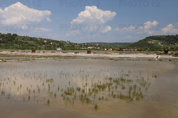 Salt works in the nature reserve of Strunjan