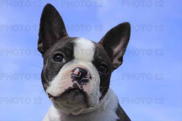Boston Terrier bitch