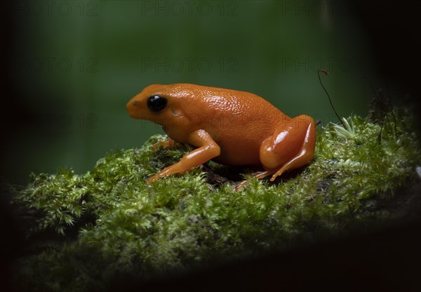 Golden mantella (Mantella aurantiaca) in the rainforests of East Madagascar