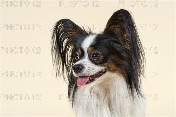 Papillon dog