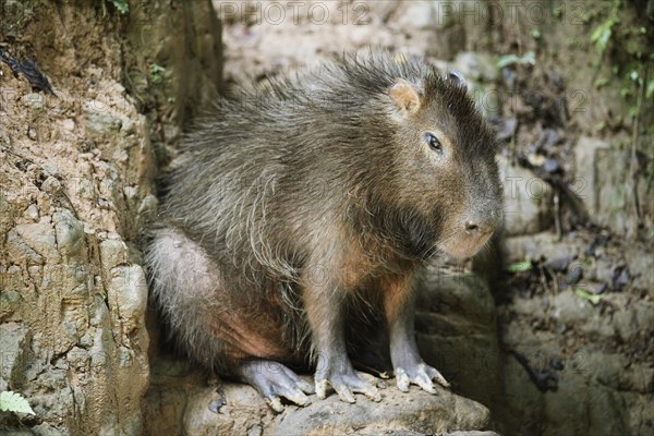 Capybara (Hydrochoerus hydrochaeris)