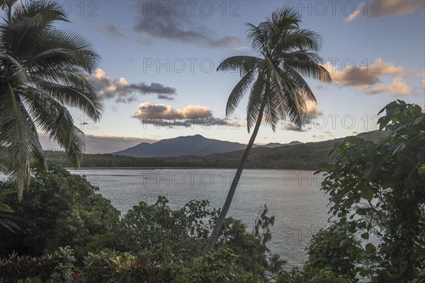 Palm trees off Port Resolution Bay