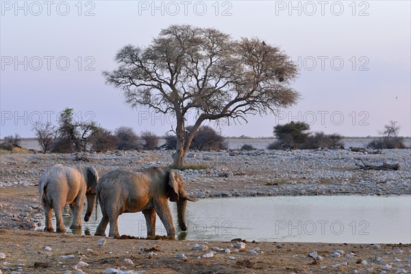 African Elephants (Loxodonta africana)