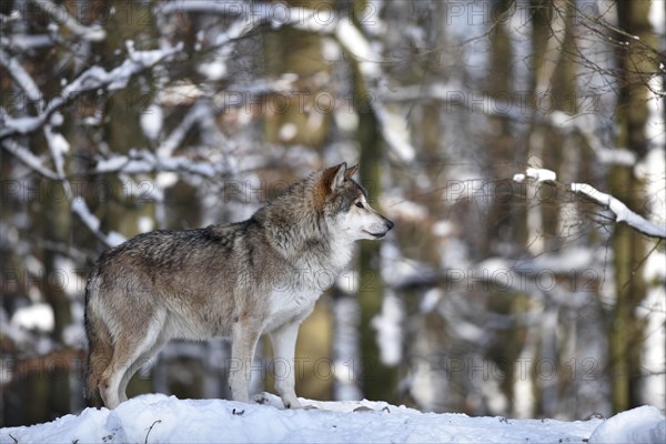 Male leader of the pack