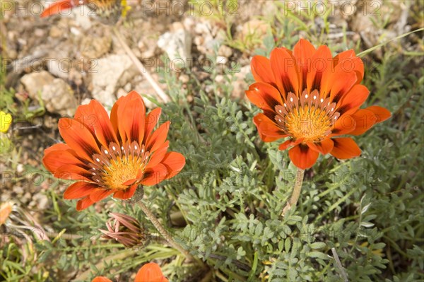 Gazanias (Gazania spec.)
