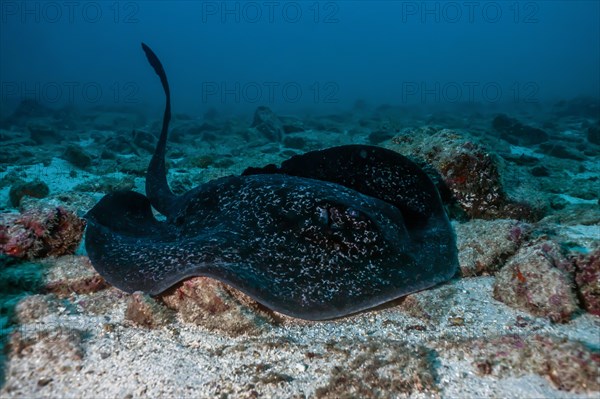 Round ribbontail ray (Taeniura meyeni)