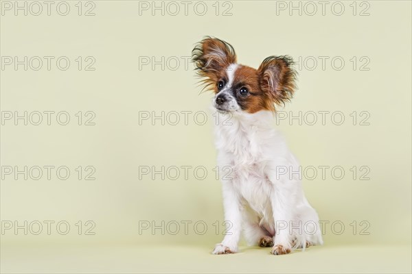 Papillon puppy