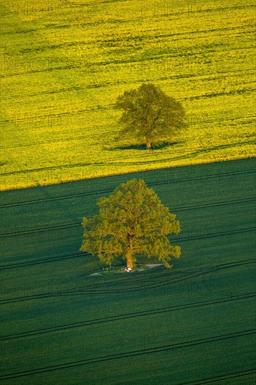 Trees in a green field and a flowering rape feed