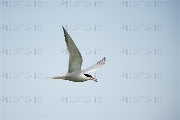 Common Tern (Sterna hirundo) in flight