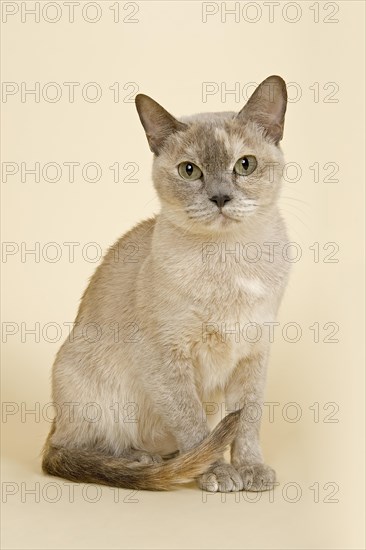 Tonkinese cat