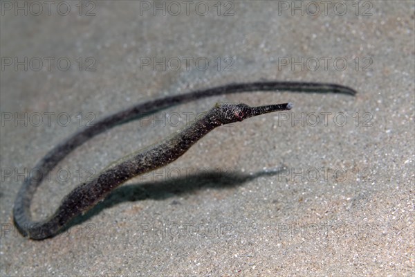 Double-ended pipefish (Trachyrhamphus bicoarctatus)