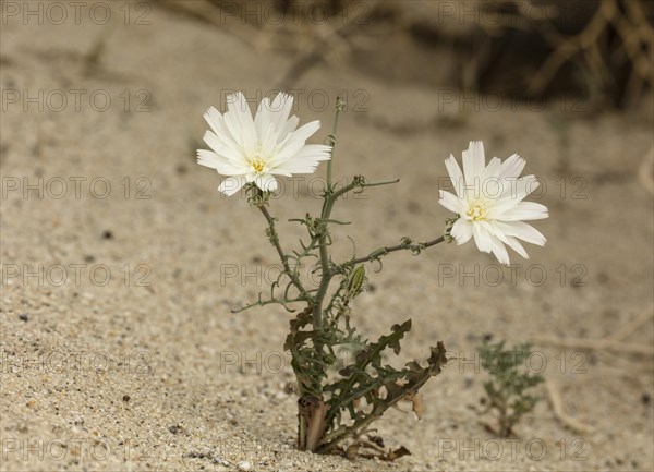 Desert chicory (Rafinesquia neomexicana)