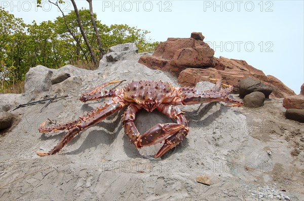 Red King Crab (Paralithodes camtschaticus)