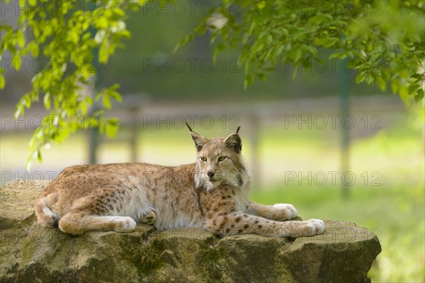 Eurasian Lynx (Lynx lynx)