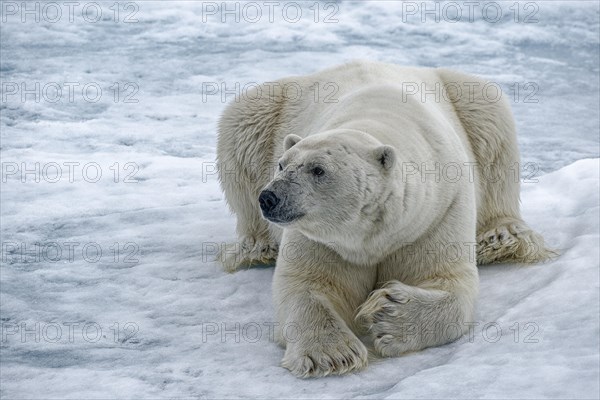 Polar bear (Ursus maritimus) lies on ice floe