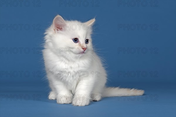 Ragdoll