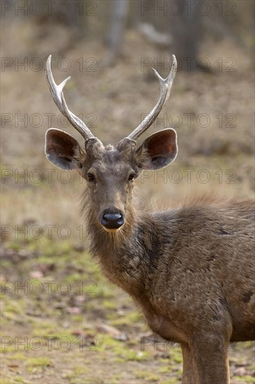 Sambar (Rusa unicolor)