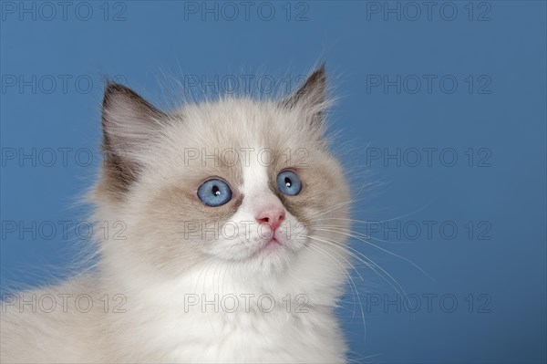 Ragdoll