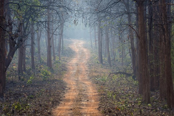 Dusty Forest track in Tadoba National Park