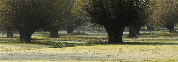 Pollard Willows in the Lower Rhine area